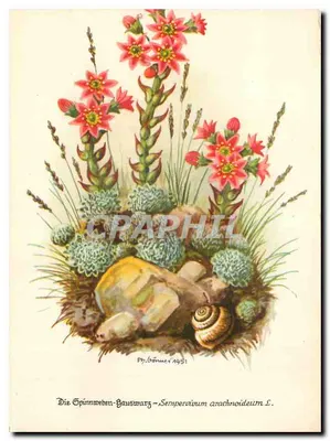 Spinnweben-Hauswurz — Sempervivum arachnoideum L. — Ph. Gommer 1951