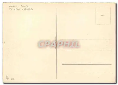 Carnations — ilustração botânica — editor J. P. Delaunay, n° 4473 — Verso