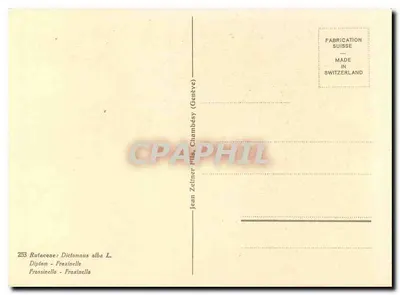 Floxinelle — Dicraneus alba L. — Jean Zeliner Fils, Genewa — Rewers
