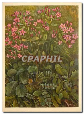 Różowe kwiaty i liście — ilustracja botaniczna — wydawca nieznany