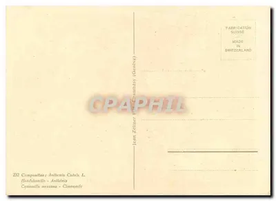 Chamomila — ilustração botânica — Jean Zeliner, série 232 — Verso