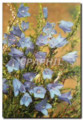 Harebell — niebieska kwiatka z pól — J. Arthur Dixon, P.C. 8