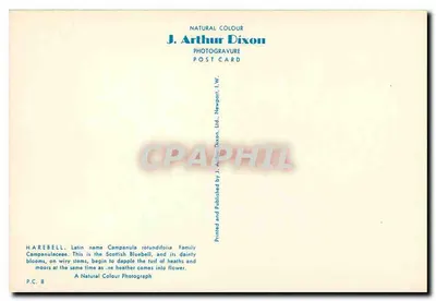 Harebell — niebieska kwiatka z pól — J. Arthur Dixon, P.C. 8 — Rewers