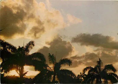 Martinica - Fort-de-France — Nascer do sol através dos palmazeiros — Éditions Felix Rose-Fossette, n°327