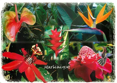 Flores tropicais — Martinique — editor: Photoditions-Arles-Plantes