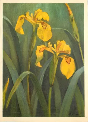 Íris amarelo — Iris pseudacorus — J. et C. Zelner-Fonds