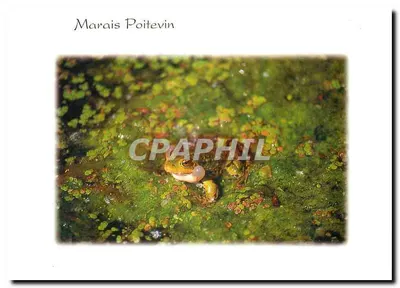 Marais Poitevin — Rã croa sobre as lentilhas — COMPA-CARTERIE