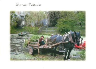 Marais Poitevin — paisagem com cavalo e carruagem — COMPA-CARTERIE