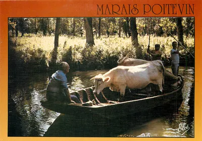 Marais Poitevin — Transporte de vacas em barco — Élèe