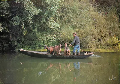 O Marais Poitevin — Transporte de animais — Foto Chedal