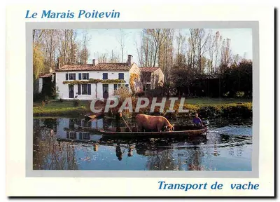 Le Marais Poitevin — Transporte de vaca — ARTAUD Frères, Carouefou