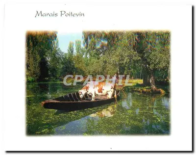 Marais Poitevin — Transporte de uma vaca em barco — COMPA-CARTERIE
