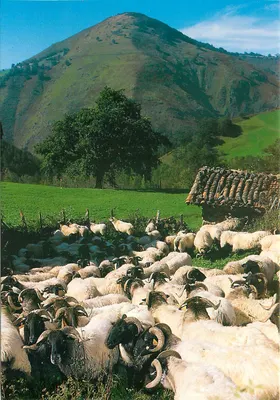 Ovelhas Manech na entrada da quinta — Éditions Lavieille, n°3062