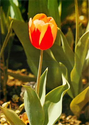 Tulipa vermelha e laranja — jardim — CP 33 St-Paul / Suíça