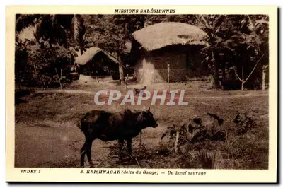 Krishnagar (delta do Gange) — Um boi selvagem — Missões Salesianas