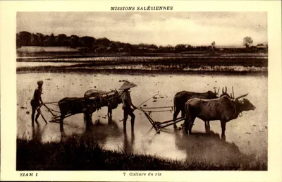 Cultivo do arroz — Siam I — Missões Salésias, n°7