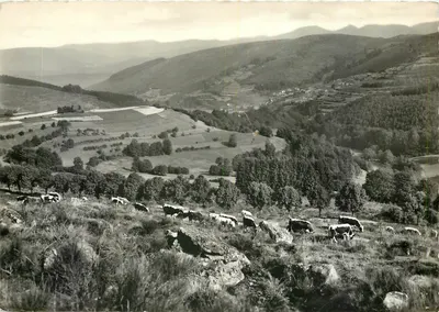 Vosges pittorescas — Vista de montanha com vacas — Foto L. WEINLING - Schirmeck-La-Bronque