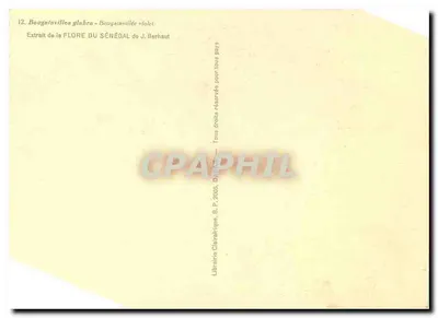 Bougainvillea glabra — fioletowa bougainvillea — Librairie Clairafrique, B.P. 2005 — Rewers
