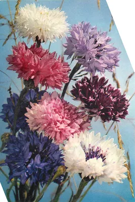 Flores de papoulas multicoloridas — J. Arthur Dixon, série 1145