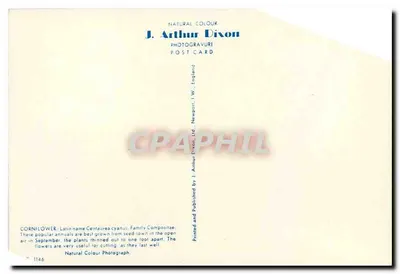 Flores de papoulas multicoloridas — J. Arthur Dixon, série 1145 — Verso