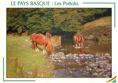 Os Pottoks — País Basco — IMAGES DE FRANCE n°643414