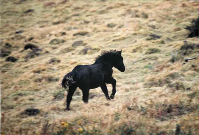 Pony islandês negro — corrida em um paisagem gramada — n° 12345