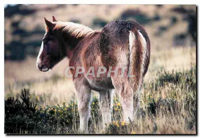 Cavalo em um paisagem — sem editor ou número de série visível