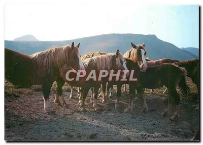 Pays Basque. Pottoks. — Éditions Lavielle, n° 3029