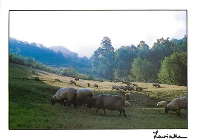 Ovelhas pastando nas pradarias — Lavieille — Edições Lavieille