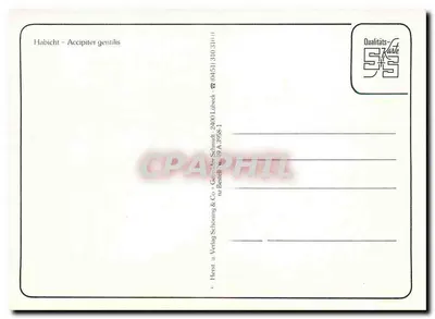Habicht – Accipiter gentilis — Habicht & Co. – nr 31111 — Rewers