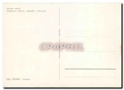 Frutos de Arbutus unedo — Arbutus unedo — Editor TILOPE - Locarno — Verso