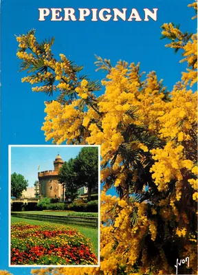 Perpignan — flores de mimosa e o Castillet — Éditions d'art S.P.A.D.M.