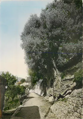 Roquebrune-Village — O rei dos olivros (4000 anos) — Edições S.E.P.T. - Nice