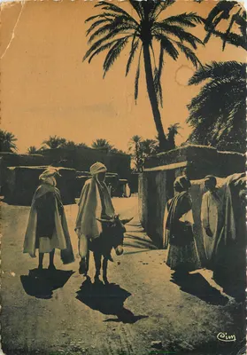 Bilhete postal moderno Biskra Constantine Na Oasis Camelo Mula