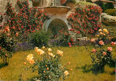 Jardim de rosas em Le Cannet — Costa Azul — Editor: Couleurs Naturelles