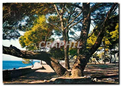 Carqueiranne (Var) — Os pinheiros inclinados — Imprimeur Combier, n° 83.034