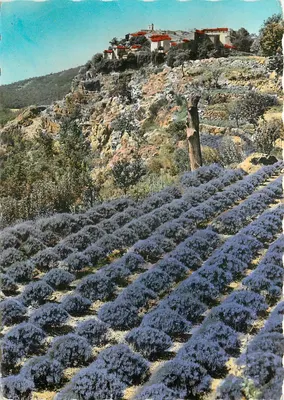 Gourdon (A.M.) — Excursão nas Gorges do Lobo, Cultivo da Lavanda — L. Gilletta & Cie