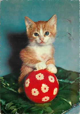 Gato laranja — sobre uma bola vermelha com motivos florais — editor Kertate n°90076