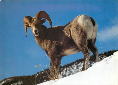 Carneiro-bighorn — Mount Norquay, Parque Nacional de Banff, Alberta — Samedan AG