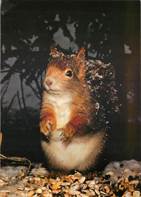 Esquilo vermelho — nevado — Foto L. Blaier, edição Deriaz Baubrèves, n° 361-43