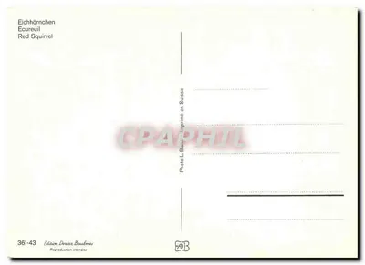 Esquilo vermelho — nevado — Foto L. Blaier, edição Deriaz Baubrèves, n° 361-43 — Verso