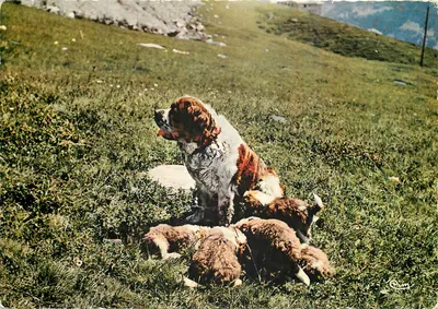 Cão Saint-Bernard e seus filhotes — Criadouro e Escola de Cães de Avalanche, Col do Petit Saint-Bernard, Savoie — Combière