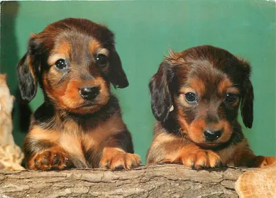 Dois cachorros filhotes de dachshund — sobre galho — editor A. Korsch Verlag, n°1080