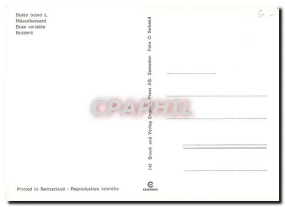 Buteo buteo L. — Buzzard — editore Samedan AG, n° 743 — Verso