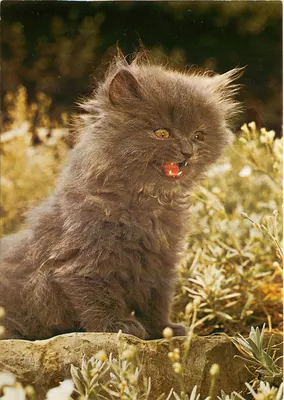 Gato cinza — na natureza — Foto Rieser, n°818