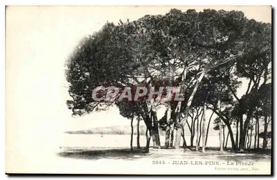 Juan-les-Pins - A Pinède — Edição Gilitta, fot. Nice, n° 2844