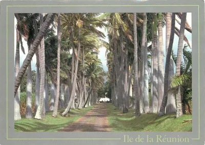 Aleja palm — Wyspa Réunion — Wydawnictwo Discorama
