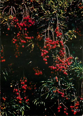 Dorosłe litchi — Paryż — wydawca IRIS