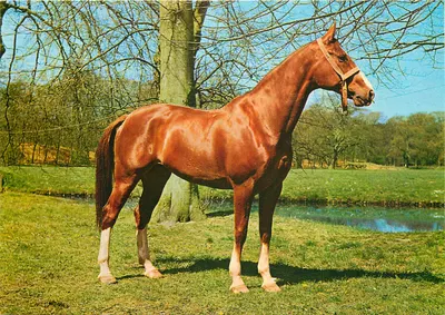 Cavalo marrom — em um parque verdejante — C16
