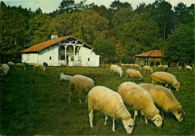Casa « Le Mineur » — Museo etnografico della Grande Lande (Landes) — editore ALBI, n°9